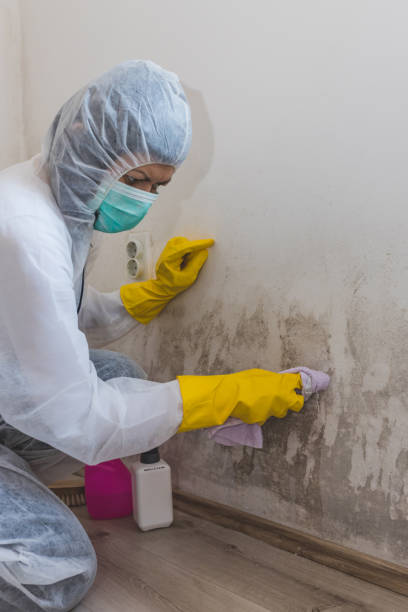 Best Environmental Consulting for Mold Prevention  in Raymond, MS