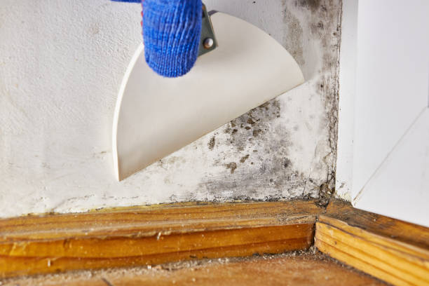 Best Industrial Mold Remediation  in Raymond, MS